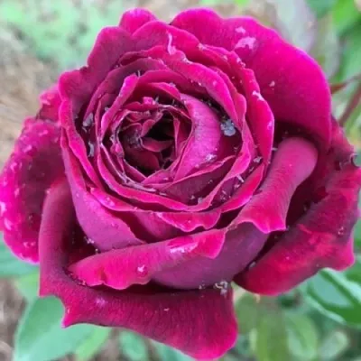 Саженцы роз РОЯЛ ПАЛАС японская в Кемерово