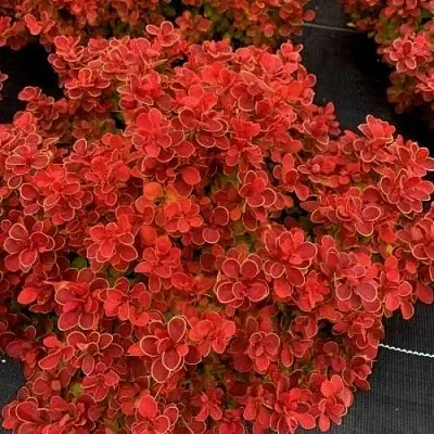 Барбарис РЕД ХОТ ЧИЛИ тунберга  Барбарис РЕД ХОТ ЧИЛИ тунберга в Кемерово