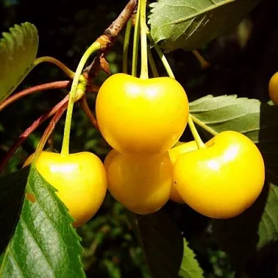 Черешня ЖУРБА в Кемерово