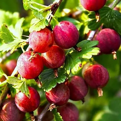 Крыжовник САДКО  Крыжовник САДКО в Кемерово