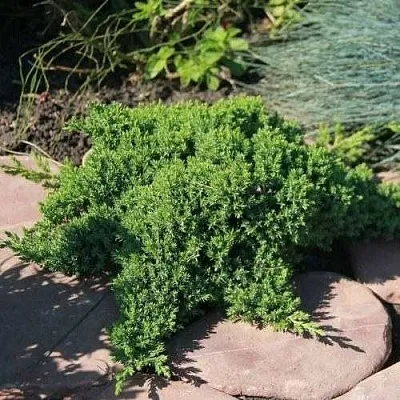 Можжевельник АВАСИ лежачий  Можжевельник АВАСИ лежачий в Кемерово