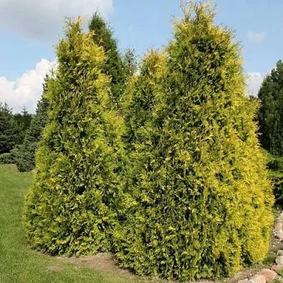 Туя АУРЕОСПИКАТА западная в Кемерово