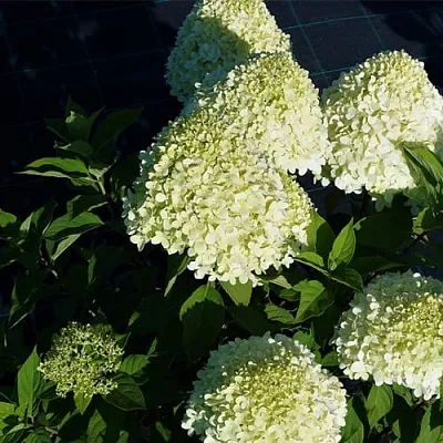 Гортензия СЕЛЕКШН метельчатая  Гортензия СЕЛЕКШН метельчатая в Кемерово