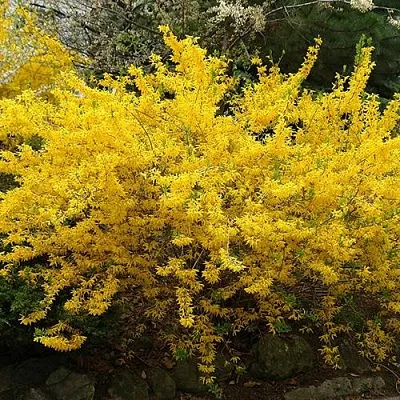 Форзиция ГОЛДЗАУБЕР средняя в Кемерово