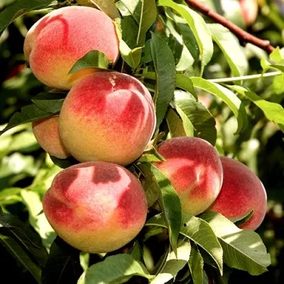 Персик НОВОСЕЛКОВСКИЙ — описание сорта Персик НОВОСЕЛКОВСКИЙ в Кемерово