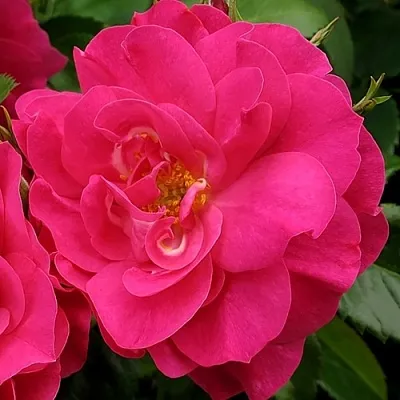 Саженцы роз ДЖОРДЖ ВАНКУВЕР флорибунда в Кемерово