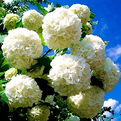 Калина БУЛЬДЕНЕЖ  Калина БУЛЬДЕНЕЖ в Кемерово