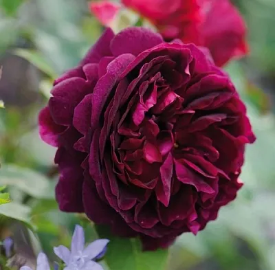 Саженцы роз МАНСТЕД ВУД английская  Саженцы роз МАНСТЕД ВУД английская в Кемерово