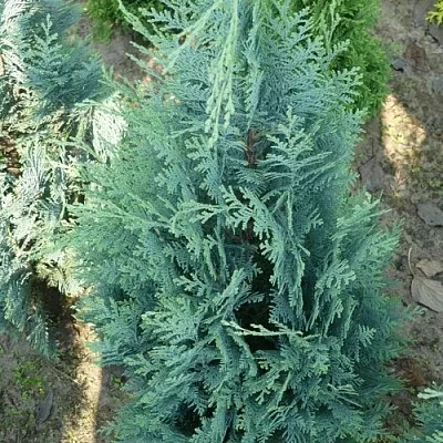 Кипарисовик КОЛУМНАРИС лавсона в Кемерово