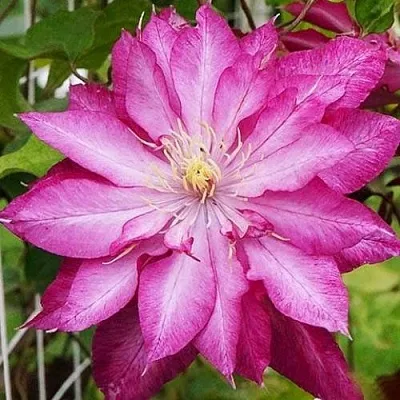 Клематис КАЕН в Кемерово