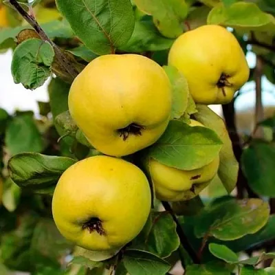 Айва ЯБЛОКОВИДНАЯ  Айва ЯБЛОКОВИДНАЯ в Кемерово