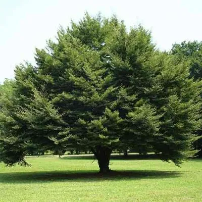 Бук обыкновенный в Кемерово