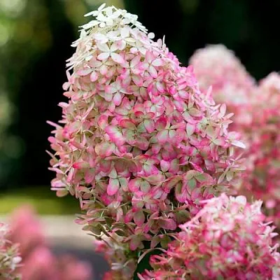 Гортензия РОЯЛ ФЛОВЕР метельчатая  Гортензия РОЯЛ ФЛОВЕР метельчатая в Кемерово