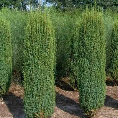 Можжевельник ХИБЕРНИКА обыкновенный  Можжевельник ХИБЕРНИКА обыкновенный в Кемерово