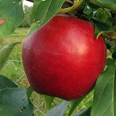 Яблоня РЕДФРИ в Кемерово