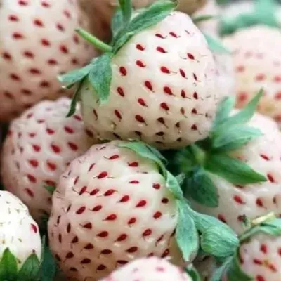 Клубника АНАНАСА ремонтантная — описание сорта Клубника АНАНАСА ремонтантная в Кемерово