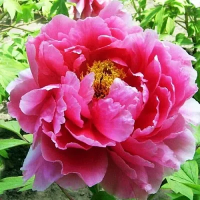 Пион ВОСХОД СОЛНЦА древовидный  Пион ВОСХОД СОЛНЦА древовидный в Кемерово