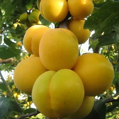 Слива ЛОДВА в Кемерово