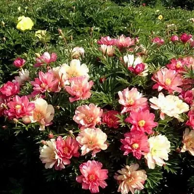 Пион ДЖУЛИЯ РОУЗ ито-гибрид  Пион ДЖУЛИЯ РОУЗ ито-гибрид в Кемерово