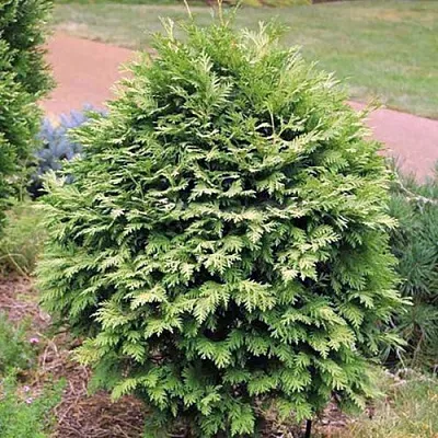 Туя ВАРЕАНА ЛЮТЕСЦЕНС западная в Кемерово