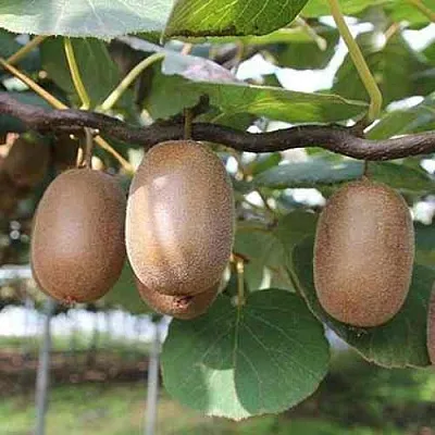 Актинидия ЗАКАРПАТЬЕ деликатесная  Актинидия ЗАКАРПАТЬЕ деликатесная в Кемерово