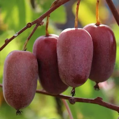 Актинидия ПУРПУРНО САДОВАЯ  аргута  Актинидия ПУРПУРНО САДОВАЯ  аргута в Кемерово