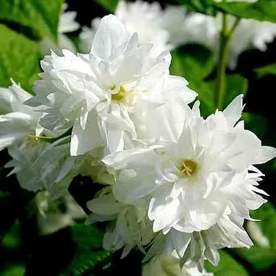 Жасмин ДАМ БЛАНШ  Жасмин ДАМ БЛАНШ в Кемерово