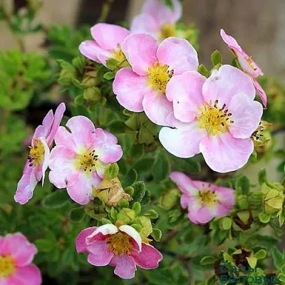 Лапчатка НЬЮ ДАУН кустарниковая  Лапчатка НЬЮ ДАУН кустарниковая в Кемерово