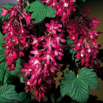 Смородина кроваво-красная в Кемерово