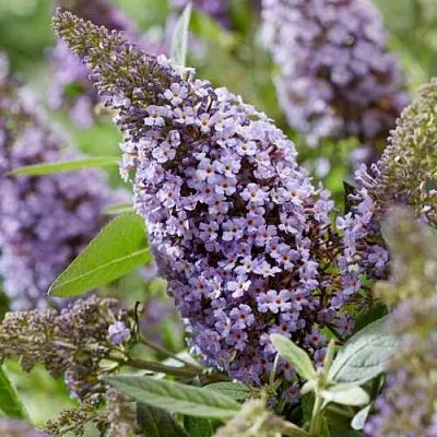 Буддлея давида БАТТЕРФЛЯЙ КАНДИ ЛИЛА СВИТХАРТ  Буддлея давида БАТТЕРФЛЯЙ КАНДИ ЛИЛА СВИТХАРТ в Кемерово