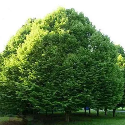 Граб японский в Кемерово