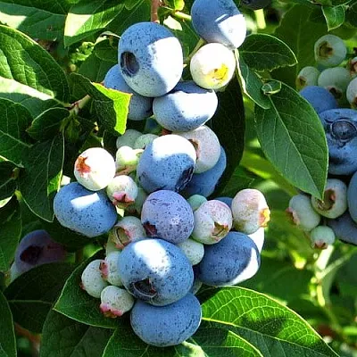 Голубика ВЕЙМУТ в Кемерово