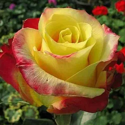 Саженцы роз ХОТ МЕРЕНГА чайно-гибридная в Кемерово