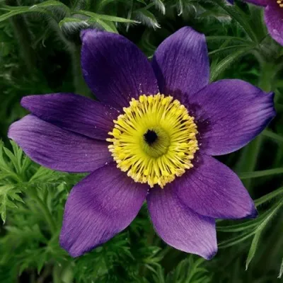 Прострел ПИНВИЛ БЛЮ ШЕЙДЕС в Кемерово