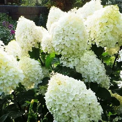 Гортензия СИЛЬВЕР ДОЛЛАР метельчатая  Гортензия СИЛЬВЕР ДОЛЛАР метельчатая в Кемерово