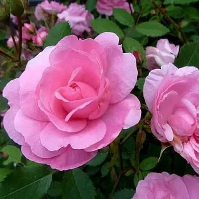 Саженцы роз ДЖОН ДЭВИС плетистая  Саженцы роз ДЖОН ДЭВИС плетистая в Кемерово