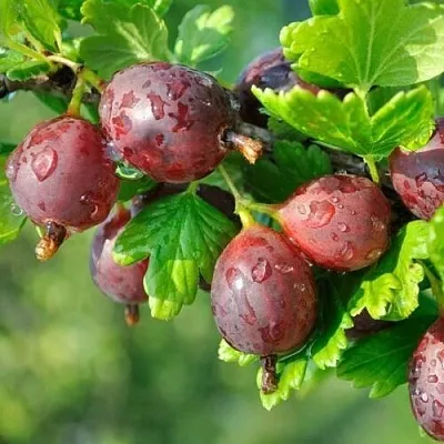 Крыжовник СЕРЕНАДА  Крыжовник СЕРЕНАДА в Кемерово