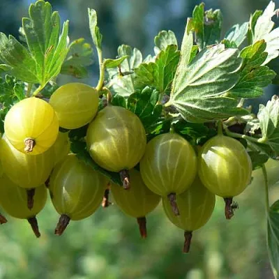 Крыжовник ЮБИЛЕЙНЫЙ  Крыжовник ЮБИЛЕЙНЫЙ в Кемерово