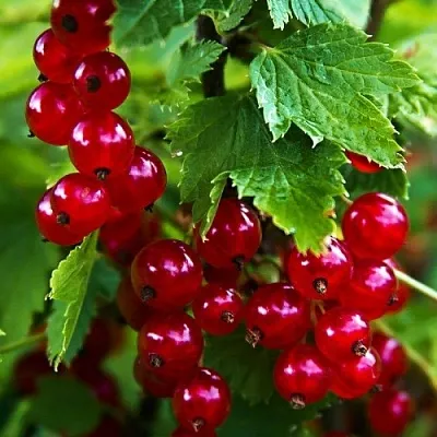 Смородина красная РОЛАН  Смородина красная РОЛАН в Кемерово