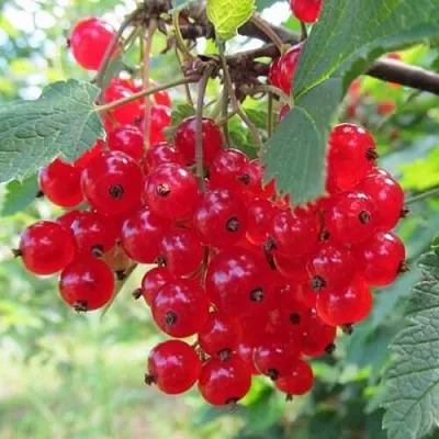 Смородина красная КРАСНАЯ АНДРЕЙЧЕНКО  Смородина красная КРАСНАЯ АНДРЕЙЧЕНКО в Кемерово