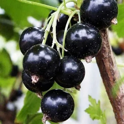 Смородина чёрная ДЕЛИКАТЕСНАЯ в Кемерово