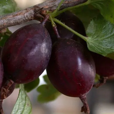 Крыжовник ЧЕЛЯБИНСКИЙ СЛАБОШИПОВАТЫЙ  Крыжовник ЧЕЛЯБИНСКИЙ СЛАБОШИПОВАТЫЙ в Кемерово