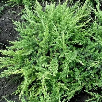 Можжевельник ШЛЯГЕР прибрежный  Можжевельник ШЛЯГЕР прибрежный в Кемерово