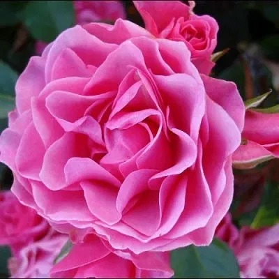 Саженцы роз АЙ ЭМ ГРЕЙТФУЛ флорибунда в Кемерово