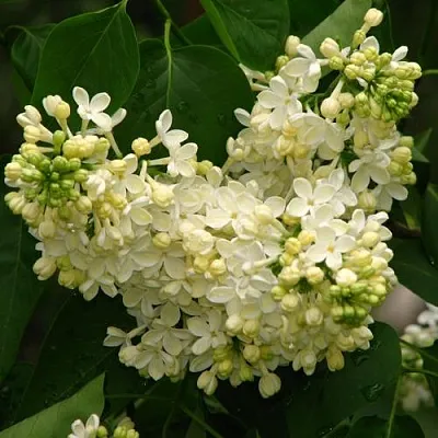 Сирень ПРИМРОУЗ  Сирень ПРИМРОУЗ в Кемерово