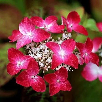 Гортензия КУРЕНАИ пильчатая в Кемерово