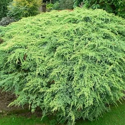 Можжевельник ХОЛГЕР чешуйчатый  Можжевельник ХОЛГЕР чешуйчатый в Кемерово