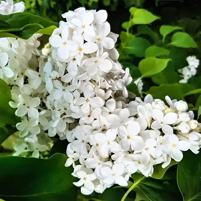 Сирень МАЛЕНЬКИЙ ПРИНЦ в Кемерово