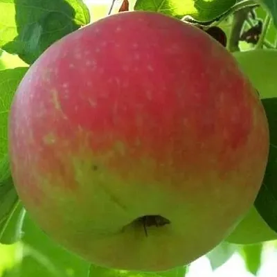 Яблоня УТРО в Кемерово