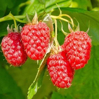 Малина ИЗОБИЛЬНАЯ  Малина ИЗОБИЛЬНАЯ в Кемерово